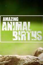 Watch Amazing Animal Births Zoechip