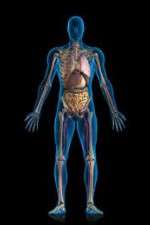 Watch Inside The Human Body Zoechip
