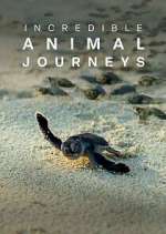 Watch Incredible Animal Journeys Zoechip