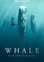 Watch Whale with Steve Backshall Zoechip