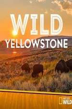 Watch Wild Yellowstone Zoechip