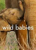Watch Wild Babies Zoechip