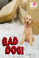 Watch Bad Dog! Zoechip