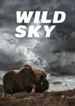 Watch Wild Sky Zoechip