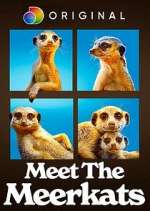 Watch Meet the Meerkats Zoechip