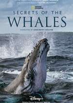 Watch Secrets of the Whales Zoechip