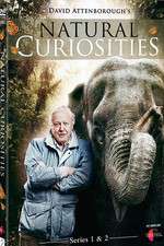 Watch Natural Curiosities Zoechip