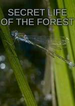 Watch Secret Life of the Forest Zoechip
