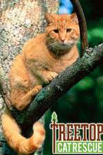 Watch Treetop Cat Rescue Zoechip