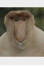 Watch Wildest Islands of Indonesia Zoechip