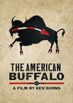 Watch The American Buffalo Zoechip