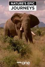 Watch Nature's Epic Journeys Zoechip